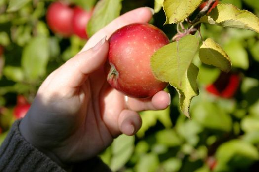 Apple Picking -- Bennett Cambell.jpg